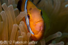 Anemones & Clownfish