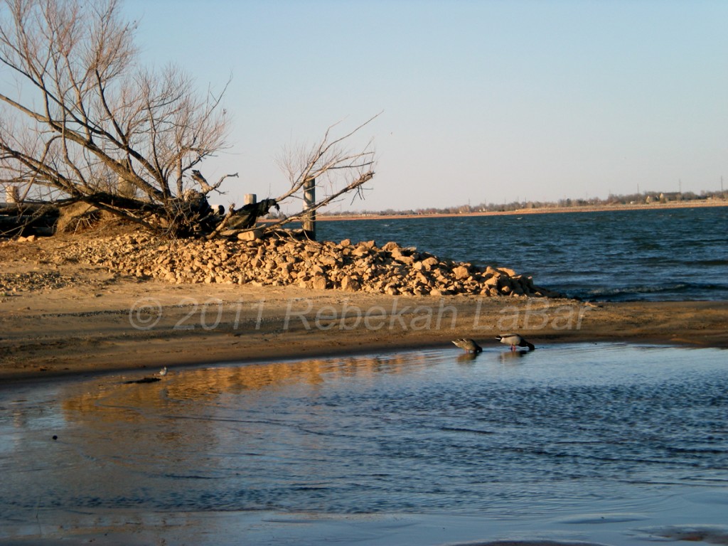 Lake Hefner Mallard Duck and Sandpiper