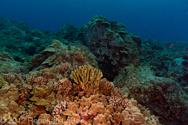 Reef Scene Photos