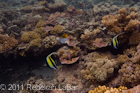 Reef Scenes