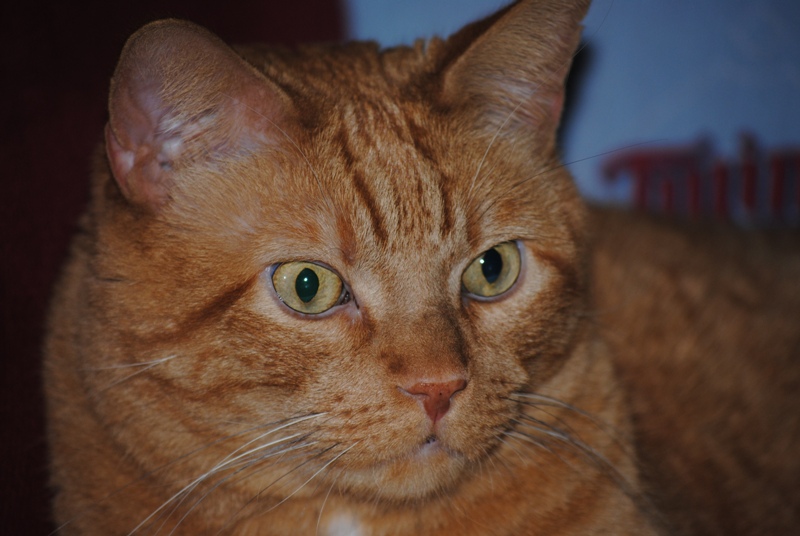 DSC_0430 Cat