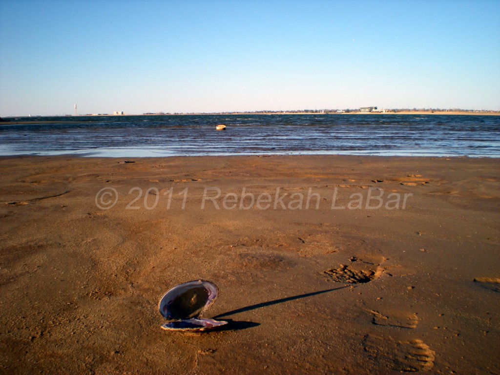 Lake Hefner Clam