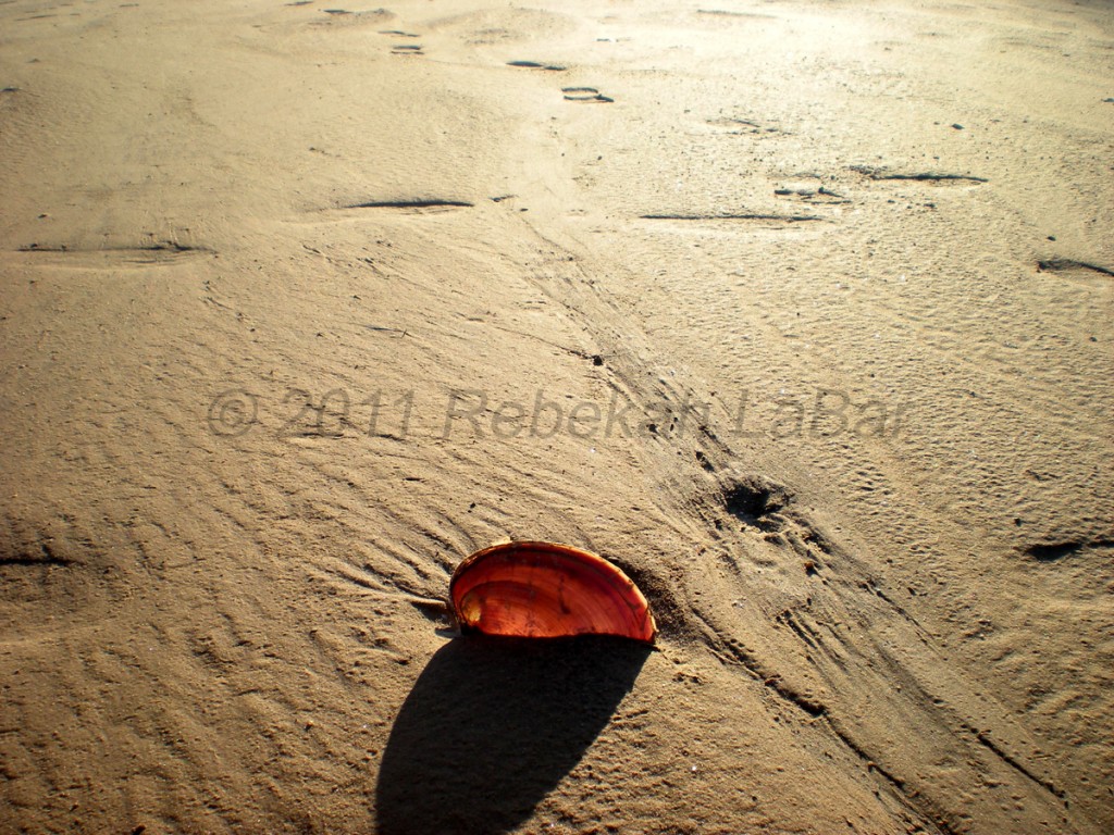 Lake Hefner Clam