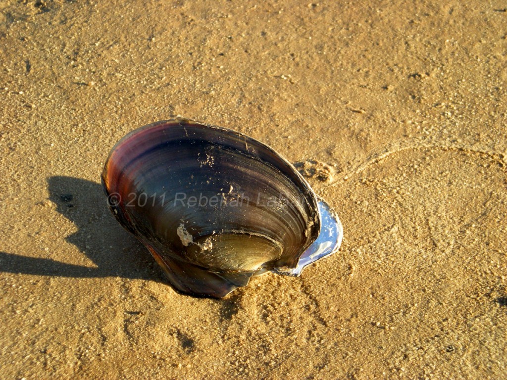 Lake Hefner Clam